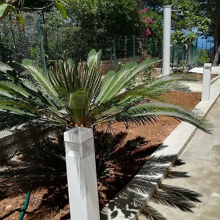 Palms فيلة